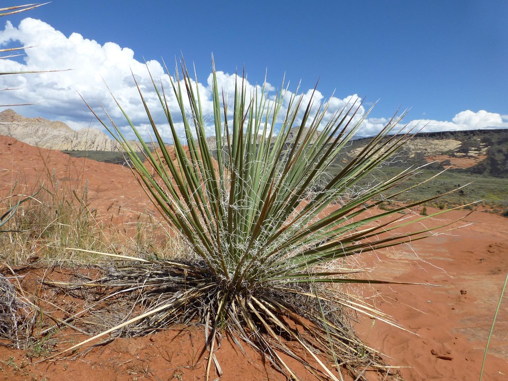 Yucca in Snow Canyon State Park