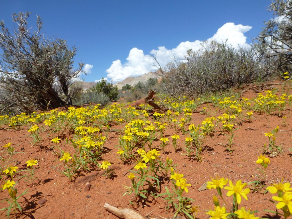 wildflowers in Snow Canyon State Park