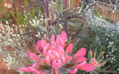 Seasonal Guides: Spring Wildflowers & Fall Colors in Snow Canyon