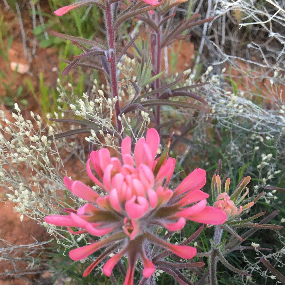Pink Indian Paintbrush - Wildflowers in Snow Canyon State Park