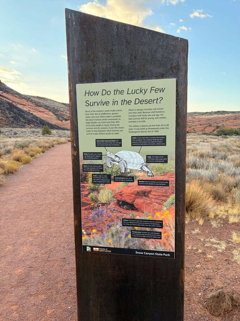 Tortoise Walk Snow Canyon State Park