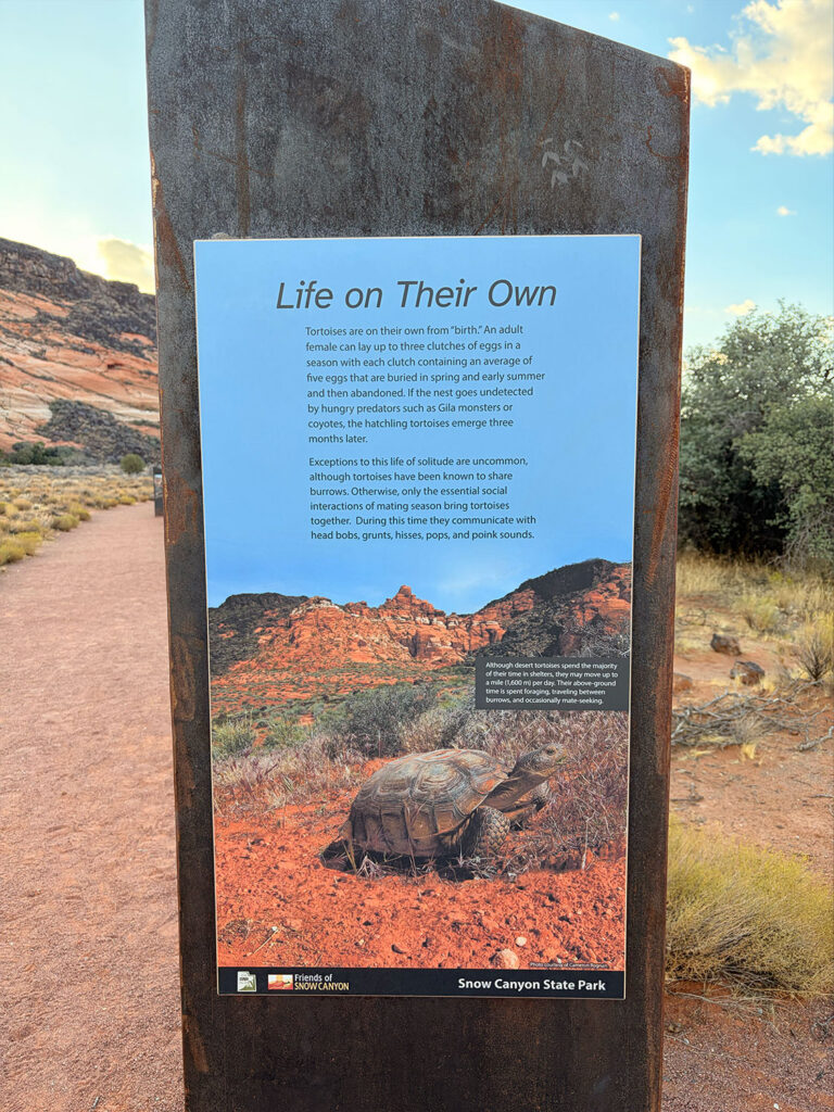 Tortoise Walk Snow Canyon State Park