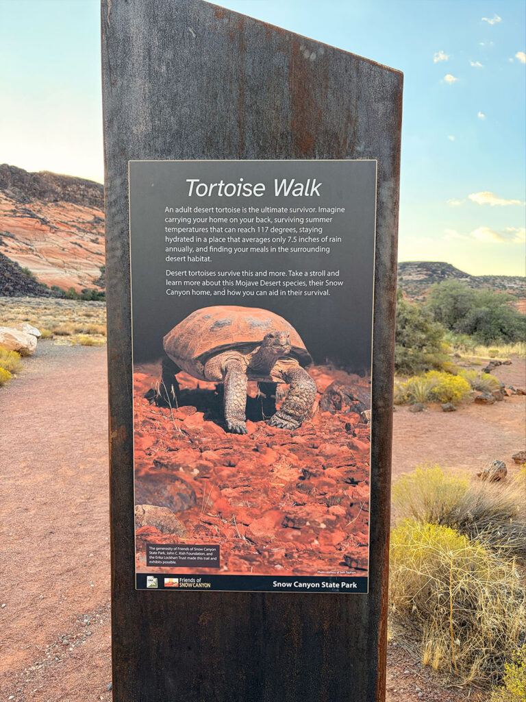 Tortoise Walk Snow Canyon State Park